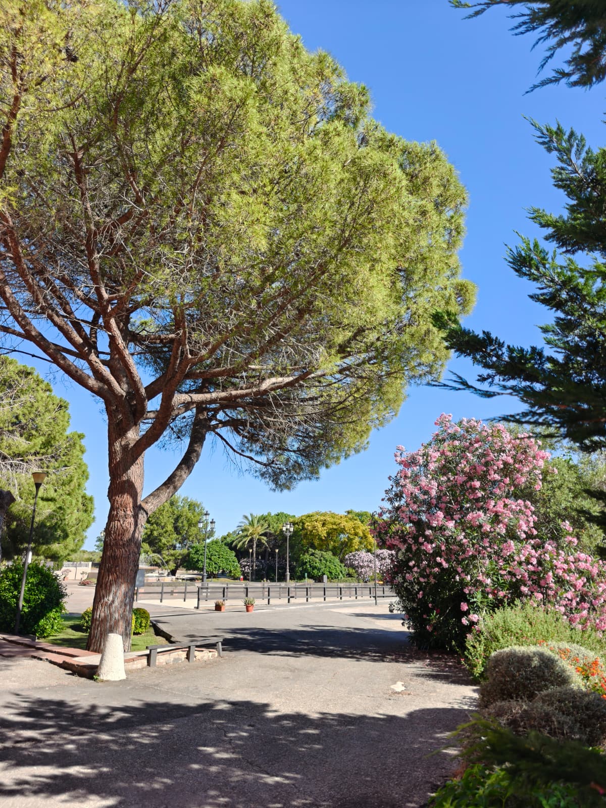 Pino y jardín en la entrada del hotel